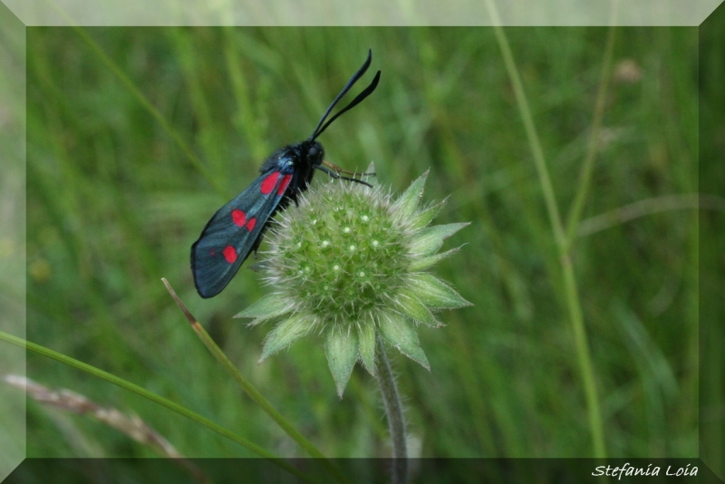 Zygaena